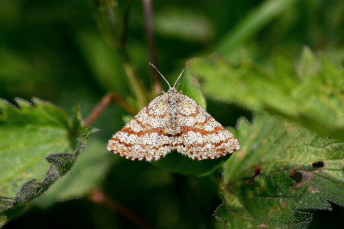 Ematurga atomaria?